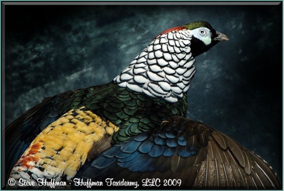 Lady Amherst Pheasant Taxidermy Mount Flying