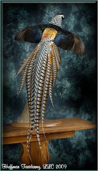 Lady Amherst Pheasant Taxidermy Mount Flying