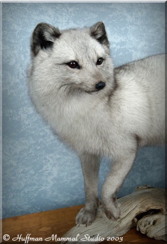 Arctic Blue Fox Taxidermy Mount