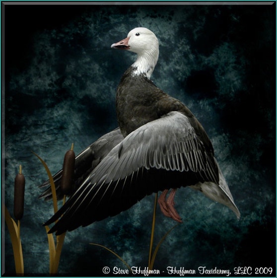 Blue Goose Flying Taxidermy Mount