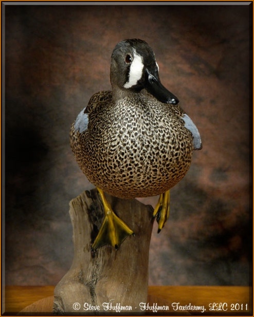 Blue Wing Teal Drake Standing Taxidermy Mount