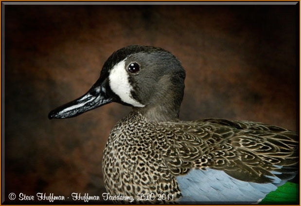 Blue Wing Teal Drake Standing Taxidermy Mount