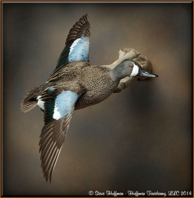 Blue Wing Teal Drake Flying Wall Taxidermy Mount