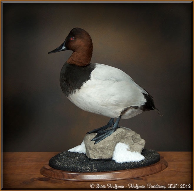 Canvasback Drake Standing Taxidermy Mount