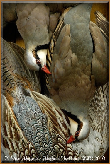 Dead Game Ringneck Pheasant Chukar Partridge Taxidermy Mount Shadow Box