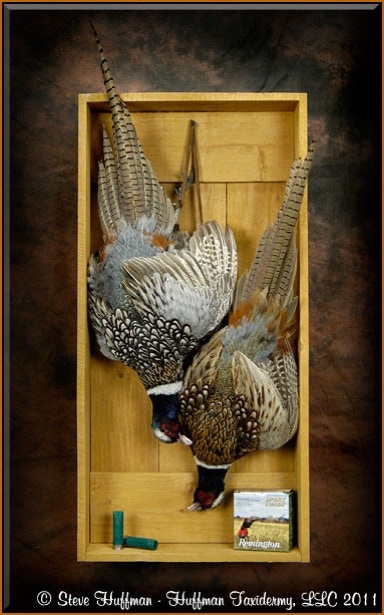Dead Game Ringneck Pheasant Roosters Taxidermy Mount Shadow Box