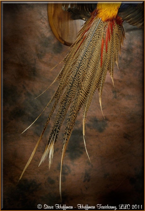 Chinese Golden Pheasant Flying Taxidermy Wall Mount