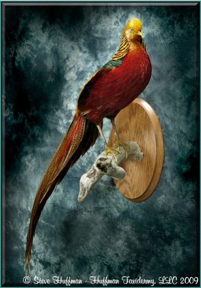 Chinese Golden Pheasant Standing Taxidermy Wall Mount