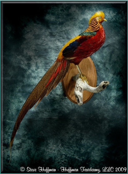 Chinese Golden Pheasant Standing Taxidermy Wall Mount
