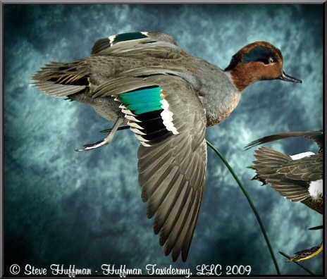 Green Wing Teal Taxidermy Mount