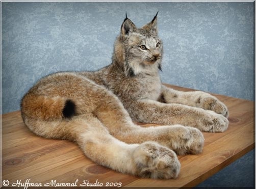Alaskan Lynx Taxidermy Mount