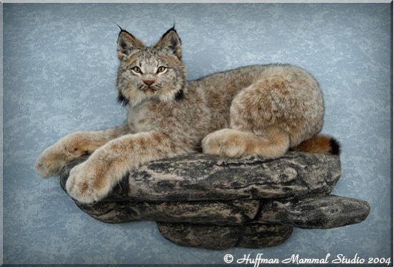 Alaskan Lynx Taxidermy Wall Mount