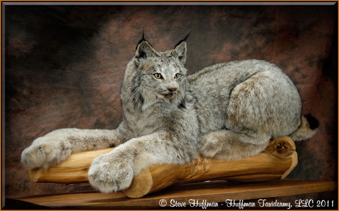 Alaskan Lynx Taxidermy Mount