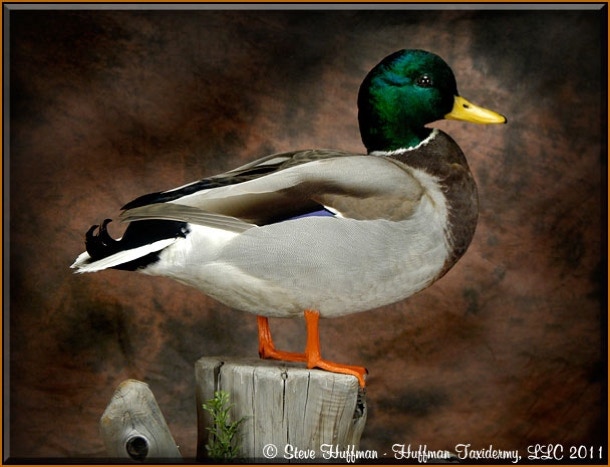 Mallard Drake Standing Taxidermy Mount