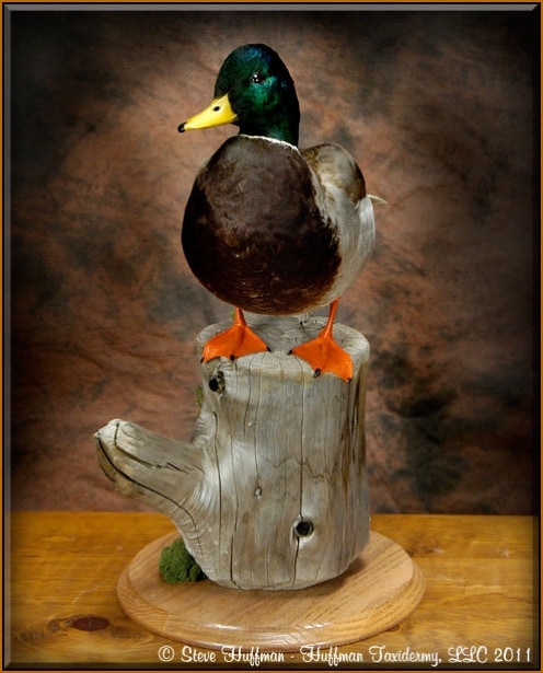 Mallard Drake Standing Taxidermy Mount