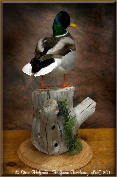 Mallard Drake Standing Taxidermy Mount