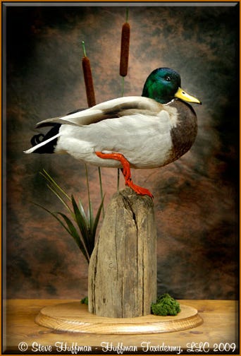 mallard duck mounts standing