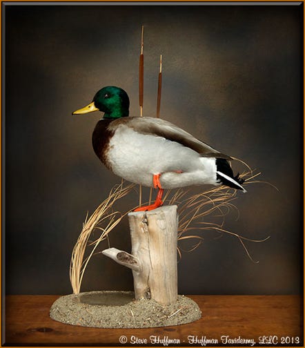 mallard duck mounts standing