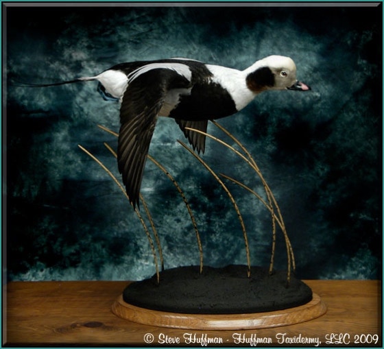 Oldsquaw Drake Flying Taxidermy Mount