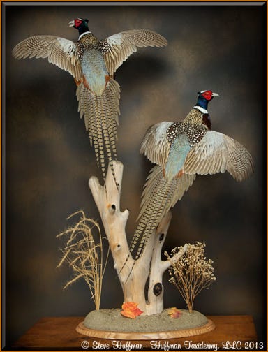 Ringneck Pheasants Flushing Taxidermy Mount 