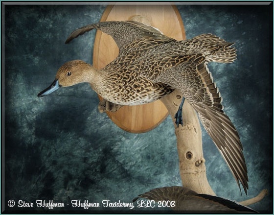 Pintail Pair Flying Taxidermy Wall Mount