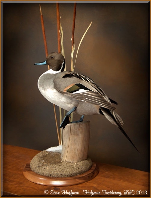 Pintail Drake Standing Taxidermy Mount