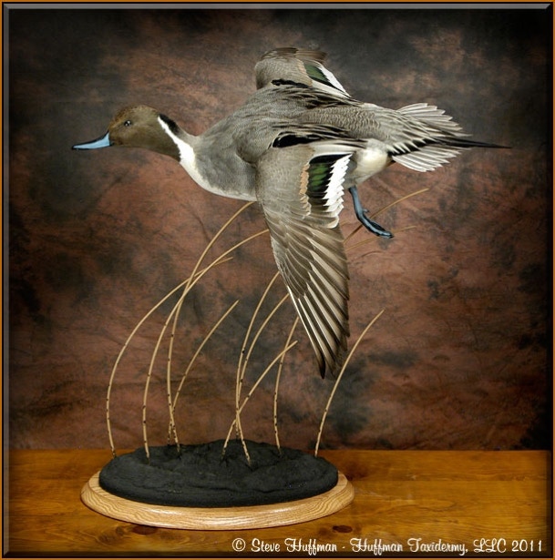 Northern Pintail Drake Flying Taxidermy Mount