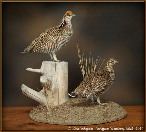 Lesser Prairie Chickens Taxidermy Mount