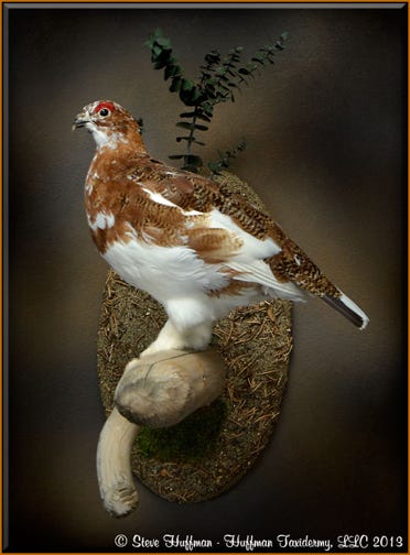 Willow Ptarmigan Taxidermy Wall Mount