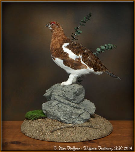 Willow Ptarmigan Taxidermy Mount