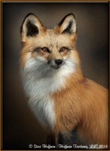 Huffman Taxidermy LLC - Red Fox Taxidermy Mount