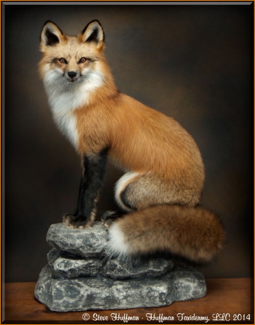 Red Fox Taxidermy Mount