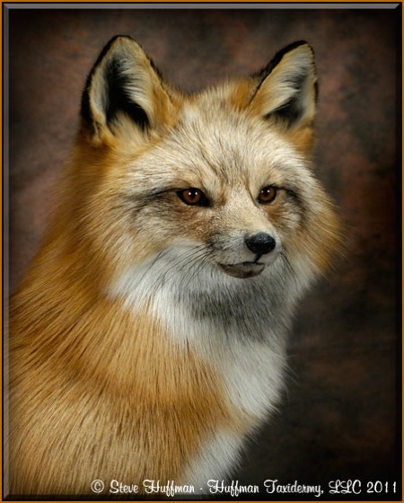 Red Fox Taxidermy Mount