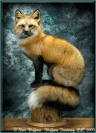 Huffman Taxidermy LLC - Red Fox Taxidermy Mount