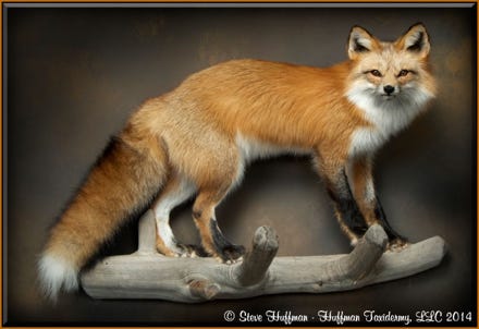 Red Fox — HEYMRJIM