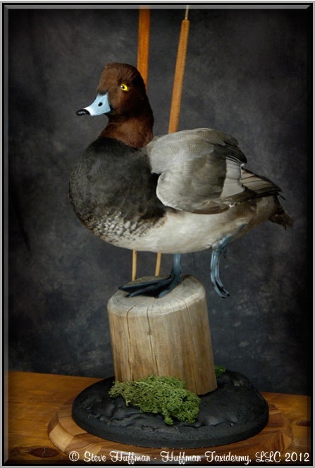 Redhead Drake Standing Taxidermy Mount