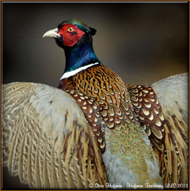Ringneck Pheasant Rooster Flushing Taxidermy Mount