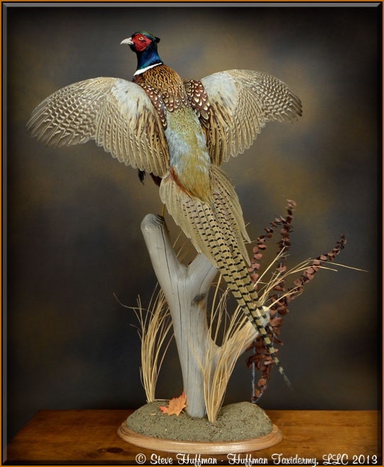 Ringneck Pheasant Rooster Flushing Taxidermy Mount