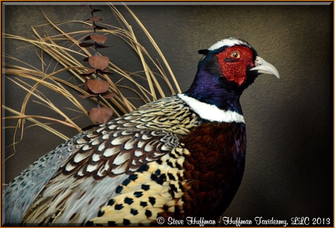 Ringneck Pheasant Rooster Taxidermy Habitat Mount