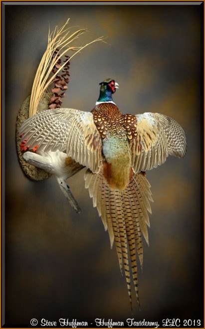 Ringneck Pheasant Rooster Flying Taxidermy Wall Mount
