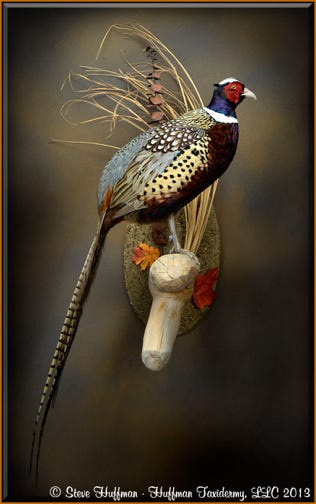 Ringneck Pheasant Rooster Taxidermy Wall Mount