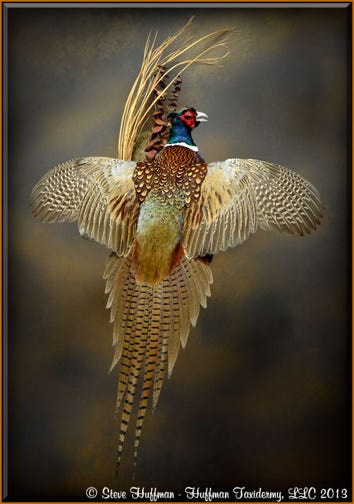 Ringneck Pheasant Rooster Flying Taxidermy Wall Mount