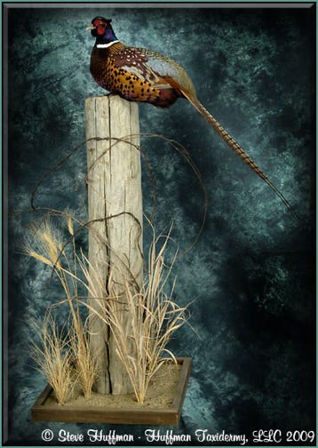 Ringneck Pheasant Rooster Taxidermy Habitat Mount