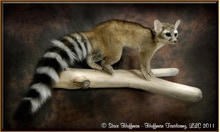 cat ringtail taxidermy mount hm reference tubb nancy