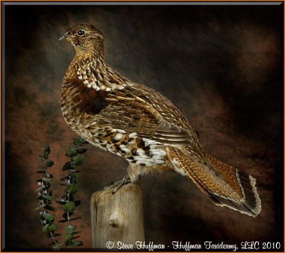 Ruffed Grouse Male Taxidermy Mount 