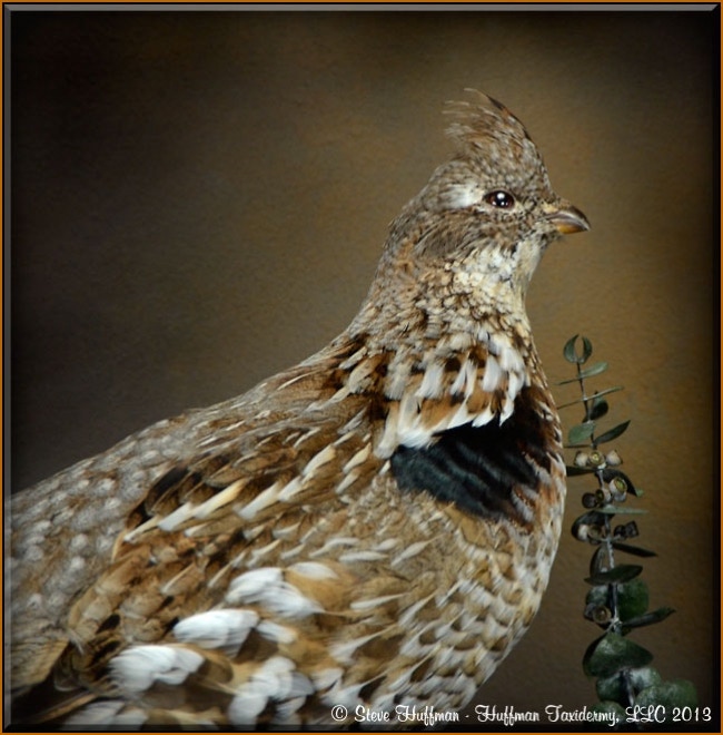 Ruffed Grouse Pair Taxidermy Mount 