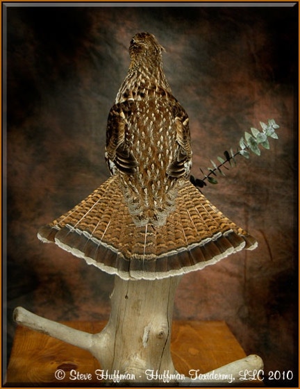 Ruffed Grouse Male Taxidermy Mount 