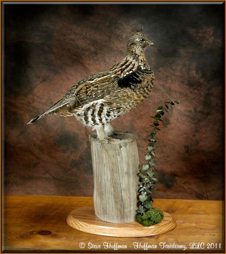 Ruffed Grouse Taxidermy Mount 