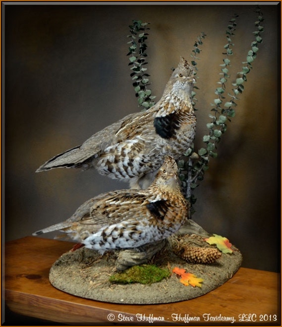 Ruffed Grouse Pair Taxidermy Mount 