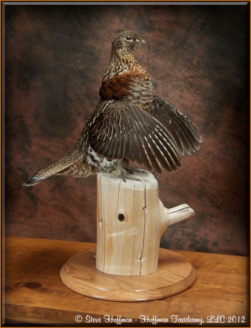 Ruffed Grouse Taxidermy Mount Drumming